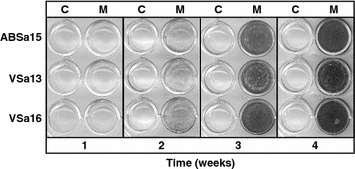 Fig. 2