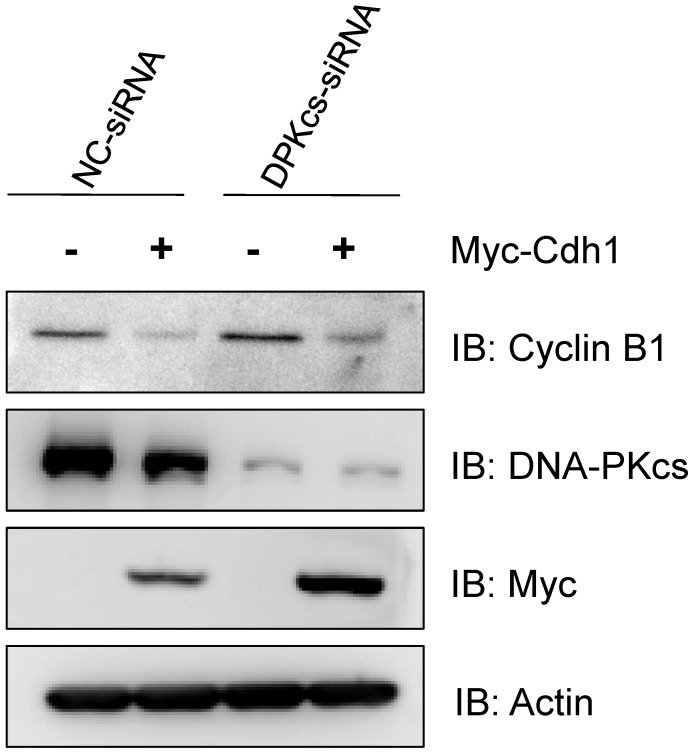 Fig 5