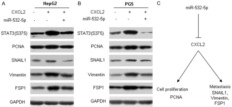 Loss of miR-532-5p in vitro promotes cell proliferation and metastasis ...