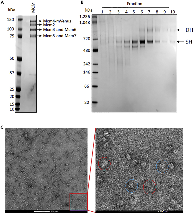 Figure 2