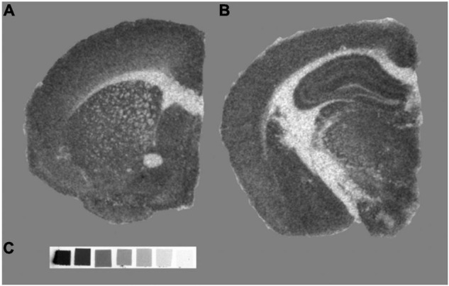 FIGURE 4