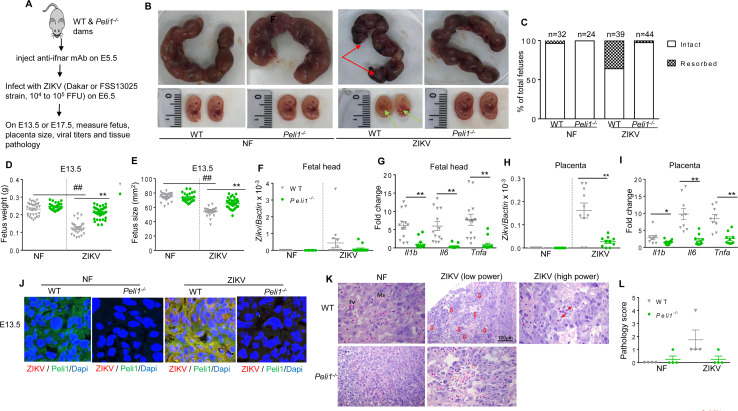 Fig 3