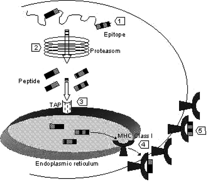 Fig. 2