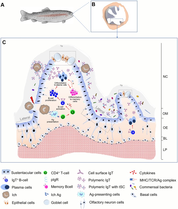 Fig 10