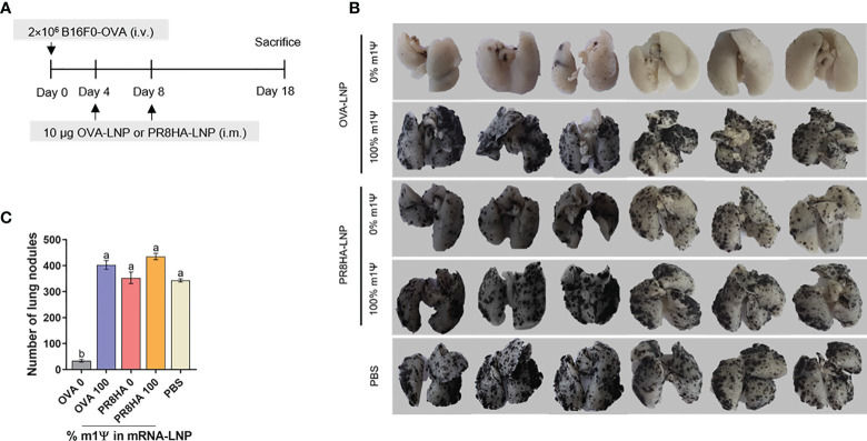 Figure 7