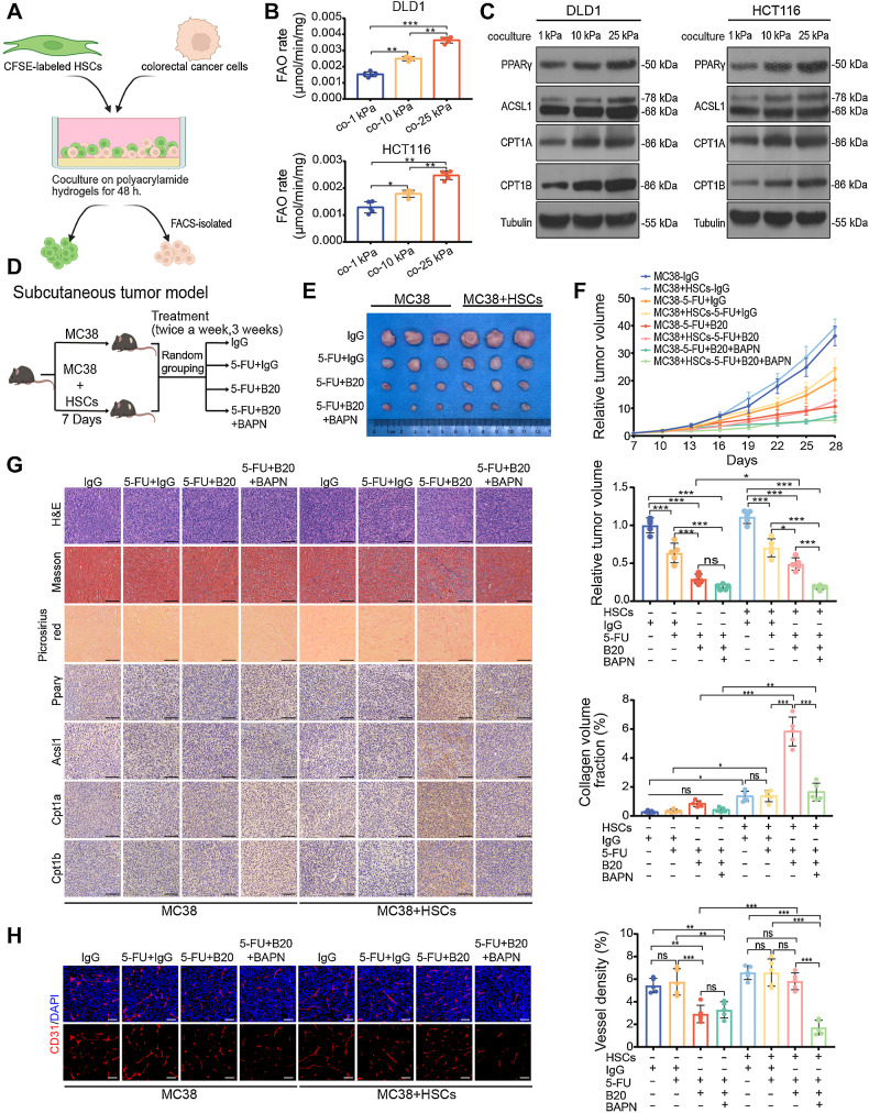 Figure 3. HSCs are essential for matrix stiffness–mediated FAO metabolic reprogramming in colon cancer cells. A, Schematic representation of the HSCs-colon cancer cells coculture system. HSCs were labeled with CFSE before coculture with colon cancer cells for 48 hours on polyacrylamide hydrogels. B and C, FAO rate (B) and Western blot analysis (C) of DLD1 and HCT116 cells cocultured with LX-2 cells on 1 kPa, 10 kPa, and 25 kPa polyacrylamide hydrogels (one-way ANOVA; n = 5 independent experiments). D, Schematic representation of HSC/MC38 coinjection subcutaneous tumor models used in E–G. MC38 cells (0.5×106) were subcutaneously injected with or without murine primary HSCs (0.5×106) into C57BL/6 mice. After 7 days, mice were treated with IgG, 5-FU+IgG, 5-FU+B20, or 5-FU+B20+BAPN (5-FU 50 mg/kg, B20 5 mg/kg, BAPN 100 mg/kg; twice a week, 3 weeks). E, Representative images of subcutaneous tumors with indicated treatment. F, Relative tumor growth curves (top) and relative tumor volume (bottom) of subcutaneous tumors with indicated treatment (one-way ANOVA; n = 5 per group). G, Left, representative hematoxylin and eosin (H&E), Masson, picrosirius red images, and IHC images on serial sections of subcutaneous tumors with indicated treatment. Right, quantification of collagen volume fraction in subcutaneous tumors with indicated treatment. Scale bar, 100 μm (one-way ANOVA; n = 5 per group). H, Representative immunofluorescence images (left) showing tumor vessels (stained for CD31) and quantification of vessel density (right) in subcutaneous tumors with indicated treatment. Scale bar, 50 μm (one-way ANOVA; n = 5 per group). Data are graphed as the mean ± SD. ns, not significant; P > 0.05; *, P < 0.05; **, P < 0.01; ***, P < 0.001. (A, Created with BioRender.com.)