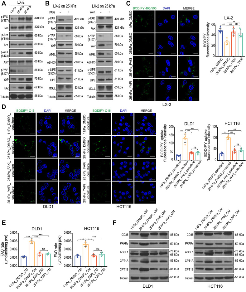 Figure 7. Matrix stiffness induces lipolysis in HSCs via activating the FAK–YAP signaling pathway. A, Western blot analysis of LX-2 cells cultured on 1 kPa, 10 kPa, and 25 kPa polyacrylamide hydrogels. B, Western blot analysis of LX-2 cells cultured on 25 kPa treated with DMSO, 10 μmol/L FAK inhibitor PF-573228 (FAKi), or 0.1 μmol/L YAP inhibitor verteporfin (YAPi) for 24 hours. C, Representative images (left) and quantification (right) of lipid level in LX-2 cells with indicated treatment (one-way ANOVA; n = 5 independent experiments). D, Representative images (left) and quantification (right) of labeled lipids within DLD1 and HCT116 cells after coculturing for 48 hours with LX-2 cells treated as indicated. Scale bar, 5 μm (one-way ANOVA; n = 5 independent experiments). E and F, FAO rate (E) and Western blot analysis (F) of DLD1 and HCT116 cells treated with indicated CM (one-way ANOVA; n = 5 independent experiments). Data are graphed as the mean ± SD. Scale bar, 5 μm. ns, not significant; P > 0.05; **, P < 0.01; ***, P < 0.001.