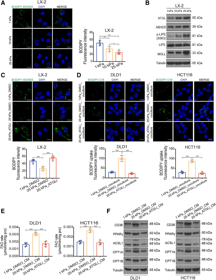 Figure 6. Matrix stiffness activates lipolysis in HSCs. A, Representative images (left) and quantification (right) of lipid level in LX-2 cells culture on 1 kPa, 10 kPa, and 25 kPa polyacrylamide hydrogels (one-way ANOVA; n = 5 independent experiments). B, Western blot analysis of lipolytic genes in LX-2 cells cultured on 1 kPa, 10 kPa, and 25 kPa polyacrylamide hydrogels. C, Representative images (top) and quantification (bottom) of lipid level in LX-2 cells cultured on indicated stiffness after treatment with DMSO or 10 μmol/L atglistatin (ATGLi) for 24 hours (one-way ANOVA; n = 5 independent experiments). D, Representative images (top) and quantification (bottom) of labeled lipids within DLD1 and HCT116 cells, after coculturing for 48 hours with LX-2 cells that were prestimulated with indicated treatment (one-way ANOVA; n = 5 independent experiments). E and F, FAO rate (E) and Western blot analysis (F) of DLD1 and HCT116 cells treated with indicated CM (one-way ANOVA; n = 5 independent experiments). Data are graphed as the mean ± SD. Scale bar, 5 μm. *, P < 0.05; **, P < 0.01; ***, P < 0.001.