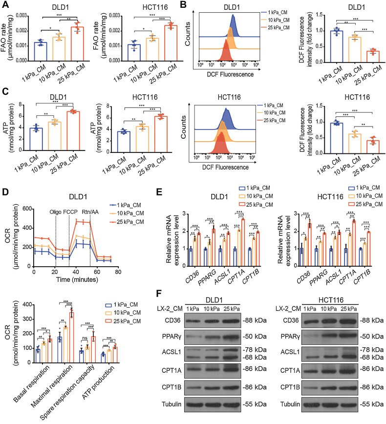 Figure 4. CM derived from HSCs cultured on the stiff substrates upregulates FAO metabolism in colon cancer cells. A–C, FAO rate (A), ROS content (B), and ATP level (C) of DLD1 or HCT116 cells treated with CM from LX-2 cells cultured on 1 kPa, 10 kPa, and 25 kPa polyacrylamide hydrogels for 48 hours (one-way ANOVA; n = 5 independent experiments). D, The basal respiration, maximal respiration, spare respiration capacity, and ATP production of DLD1 cells with indicated treatment were measured by OCR measurements (one-way ANOVA; n = 5 independent experiments). E and F, Relative expression of FAO-related genes in DLD1 and HCT116 cells treated with indicated CM by qPCR analysis (E) and Western blot analysis (one-way ANOVA; n = 5 independent experiments; F). Data are graphed as the mean ± SD. ns, not significant; P > 0.05; *, P < 0.05; **, P < 0.01; ***, P < 0.001.