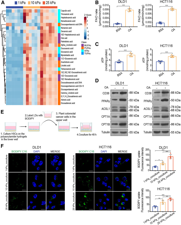 Figure 5. High stiffness-induced HSCs promote FAO metabolism in colon cancer cells through secreting FFAs. A, Heat map of targeted lipidomic profiling of medium- and-long-chain fatty acids species with significant differential expression in supernatant derived from LX-2 cells cultured on 1 kPa, 10 kPa, and 25 kPa (Kruskal–Wallis test; n = 6 per group). B–D, FAO rate (B), ATP level (C), and Western blot analysis (D) of DLD1 and HCT116 cells treated with BSA or oleic acid (OA, 100 μmol/L; two-tailed unpaired t test; n = 5 independent experiments). E, Schematic representation of the lipid transfer experiments procedures. HSCs were cultured on polyacrylamide hydrogels with defined stiffnesses. After lipid droplets labeled with BODIPY, HSCs were cocultured with colon cancer cells using a Transwell system. F, Representative images (left) and quantification (right) of labeled lipids within DLD1 and HCT116 cells, after coculturing for 48 hours with LX-2 cells that were prestimulated on 1 kPa, 10 kPa, and 25 kPa polyacrylamide hydrogels. Scale bar, 5 μm (one-way ANOVA; n = 5 independent experiments). Data are graphed as the mean ± SD. *, P < 0.05; **, P < 0.01; ***, P < 0.001. (E, Created with BioRender.com.)