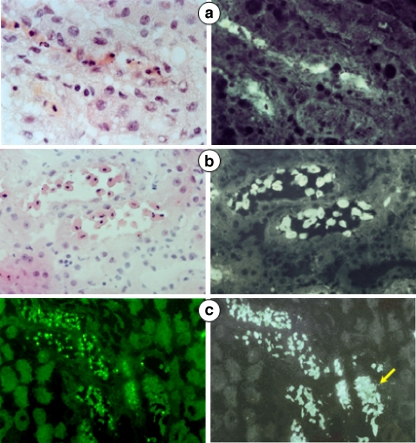 Fig. 4