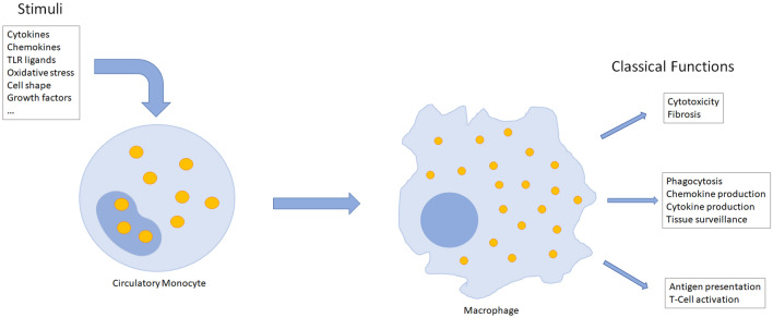 Fig. 1