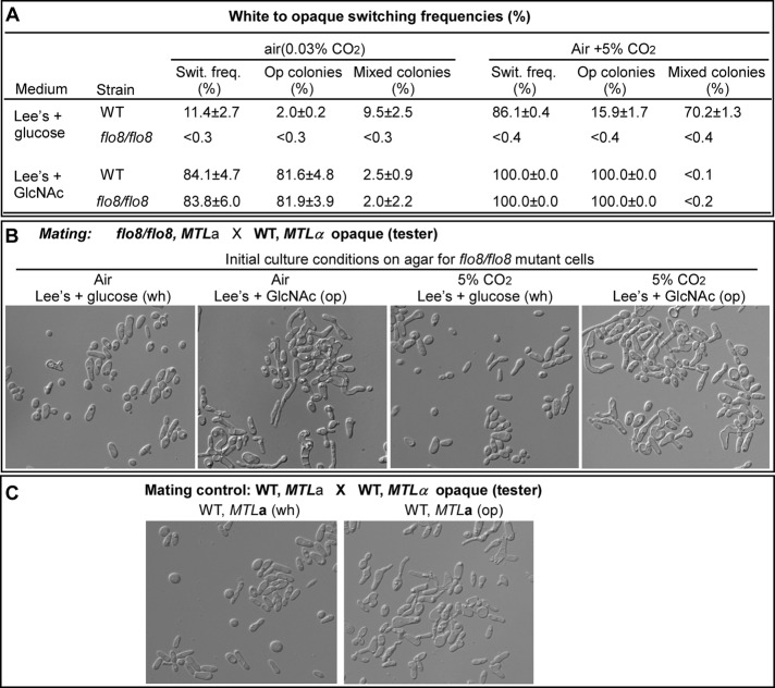 FIGURE 3: