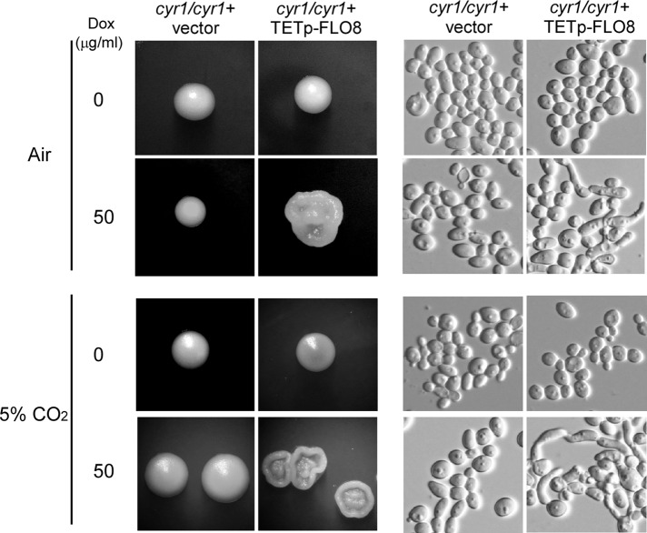 FIGURE 6: