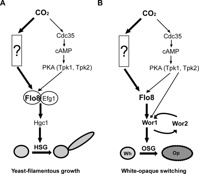 FIGURE 7: