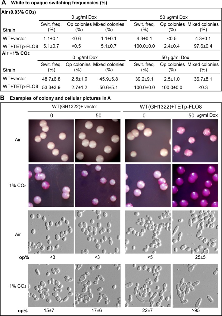 FIGURE 4: