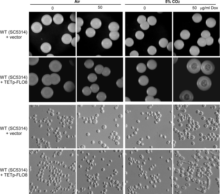 FIGURE 5: