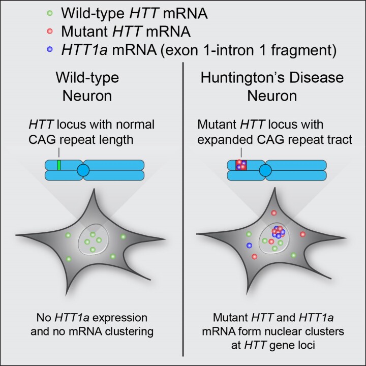 Graphical abstract