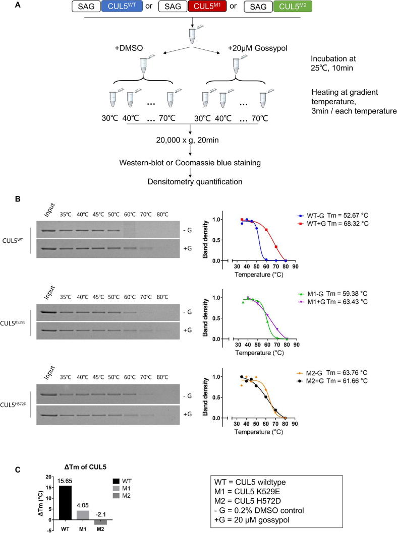 Supplementary Fig. S5