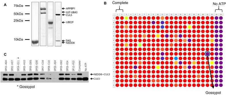 Supplementary Fig. S1