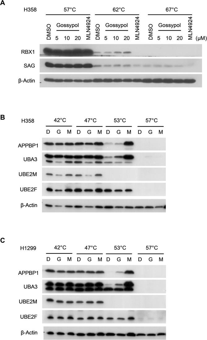 Supplementary Fig. S3