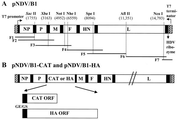 FIG. 1