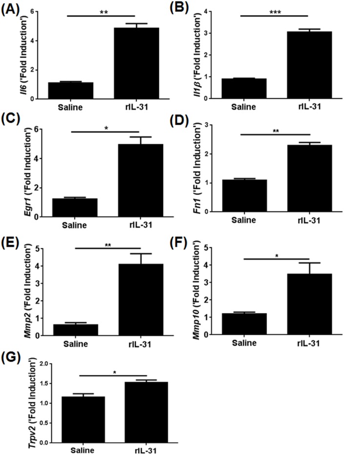 Fig 5