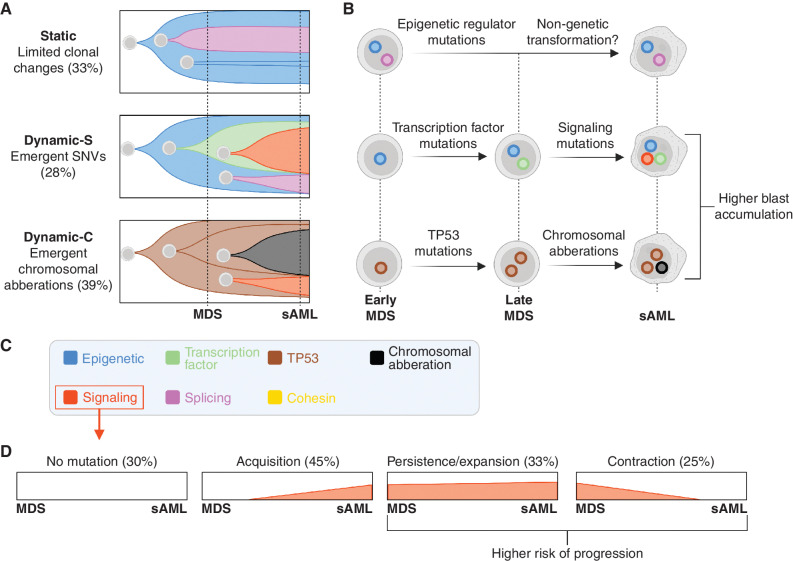 Figure 1. Schematic detailing the main findings from paired MDS and sAML sequencing. A, Three patterns of MDS to sAML clonal evolution are observed by Guess and colleagues, the percentages indicate the proportion of patients following each. Both papers found that mutation types are acquired in preferred orders. B, Different patterns of clonal evolution of signaling mutations emerged from the work of Menssen and colleagues. The percentages indicate the proportions of patients that follow indicated patterns; the total exceeds 100% because patients can have multiple signaling mutations (which can exhibit all patterns of evolution).