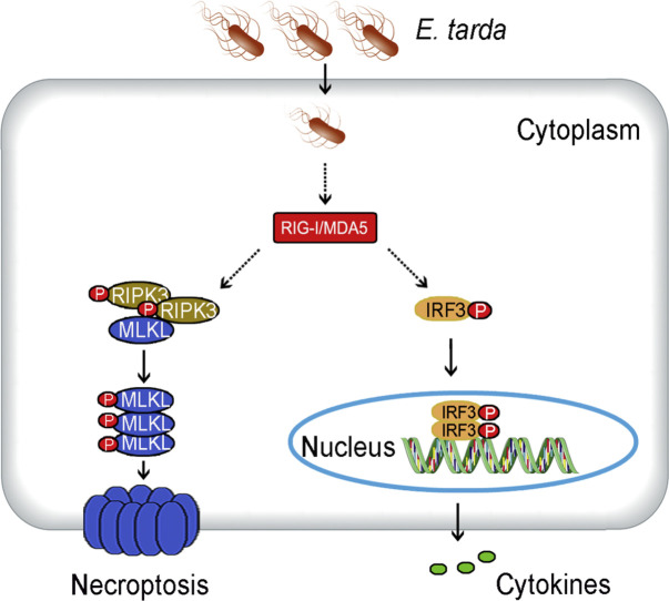 Image, graphical abstract