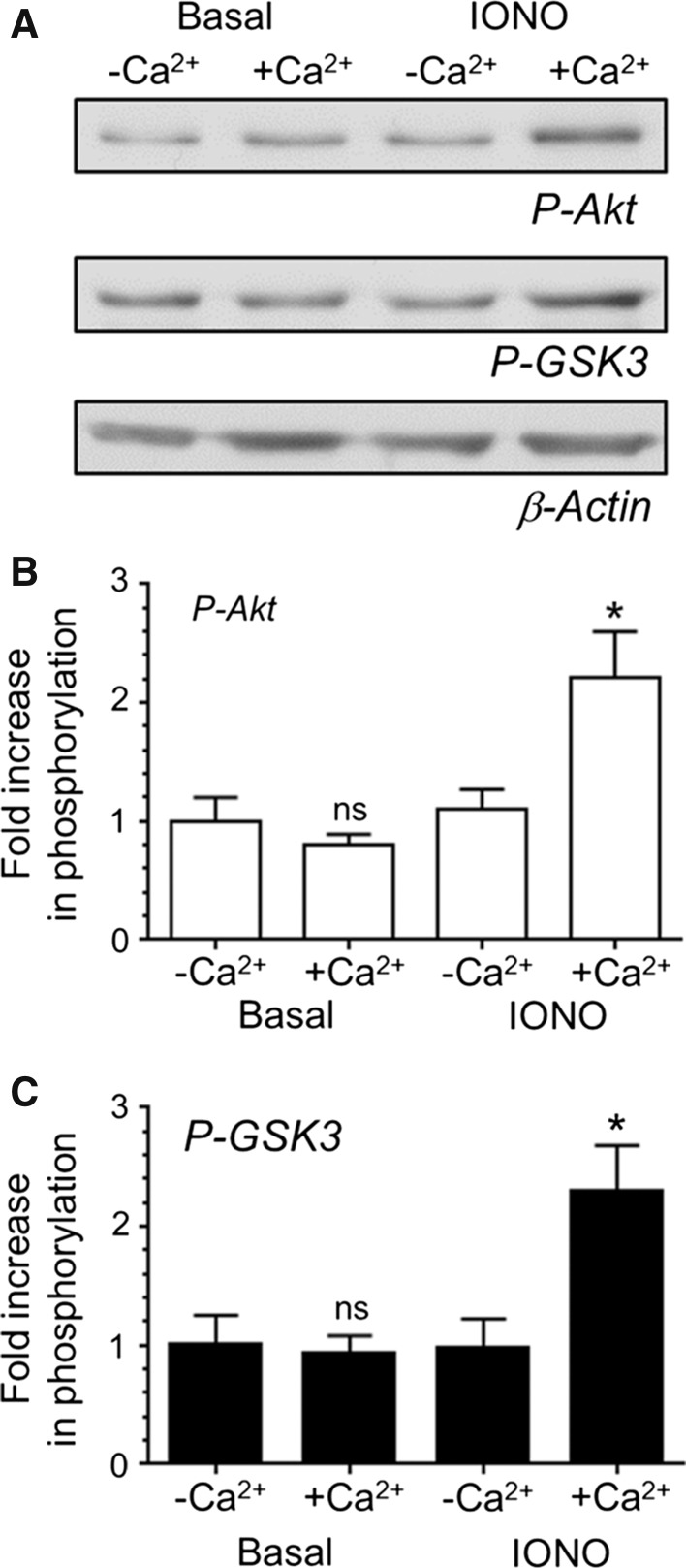 Fig. 1