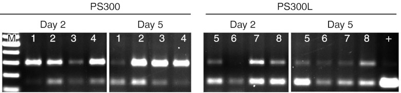 Figure 5