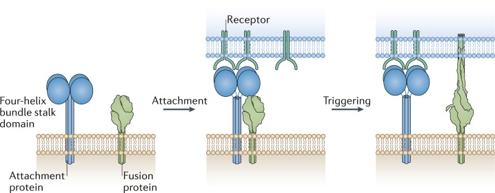 Box 2 Paramyxovirus entry