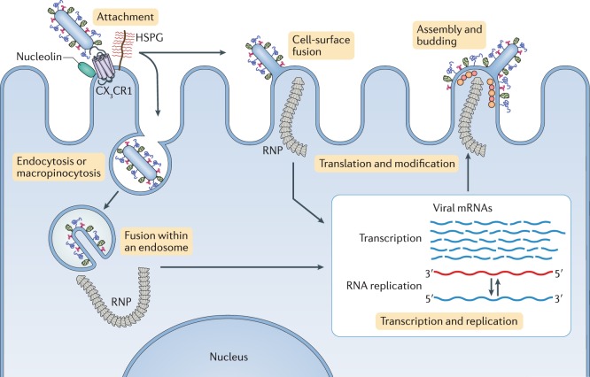 Box 1 The life cycle of respiratory syncytial virus