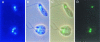 FIG. 2.