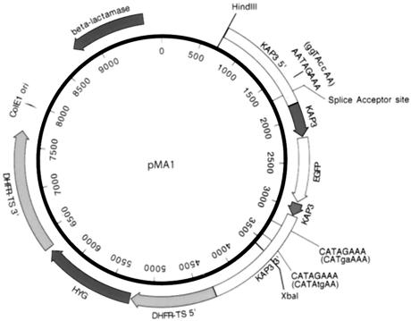 FIG. 1.