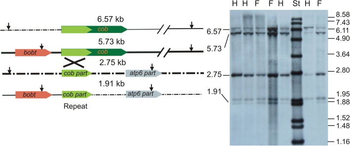 Fig. 7
