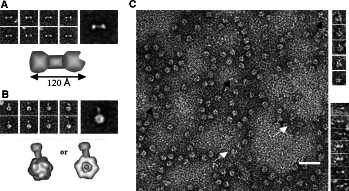 Fig. 3