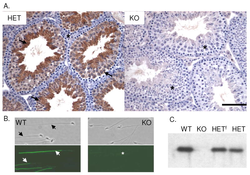 Fig.1