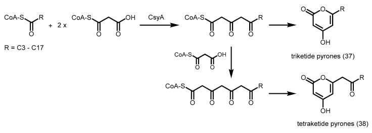 Scheme 20