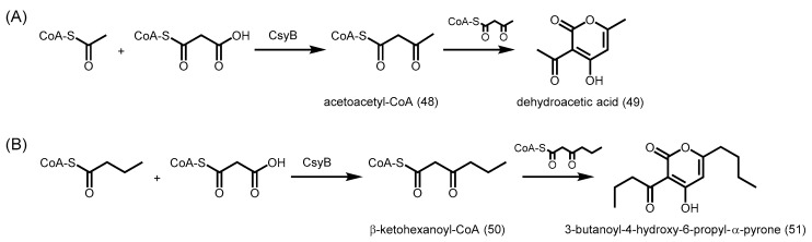 Scheme 21