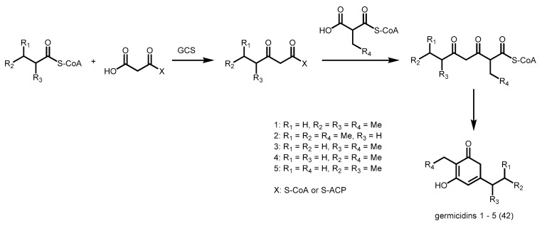 Scheme 15