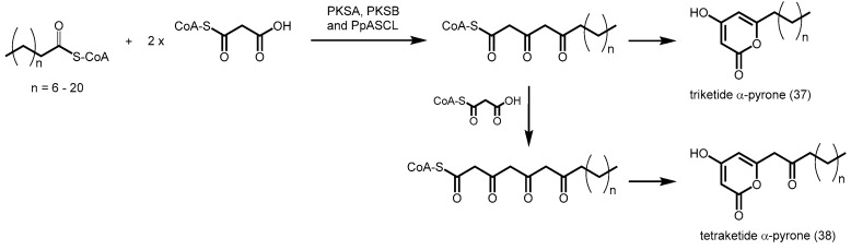 Scheme 12