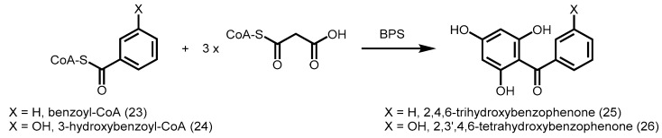 Scheme 7