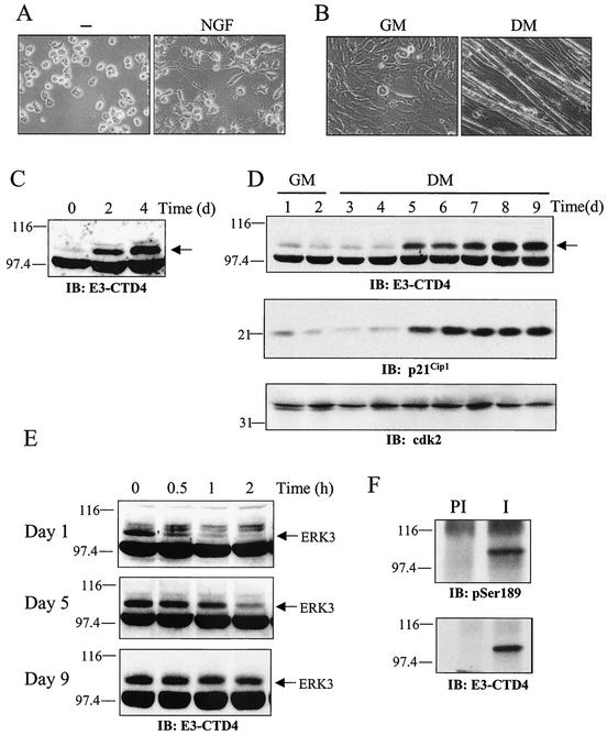 FIG. 8.