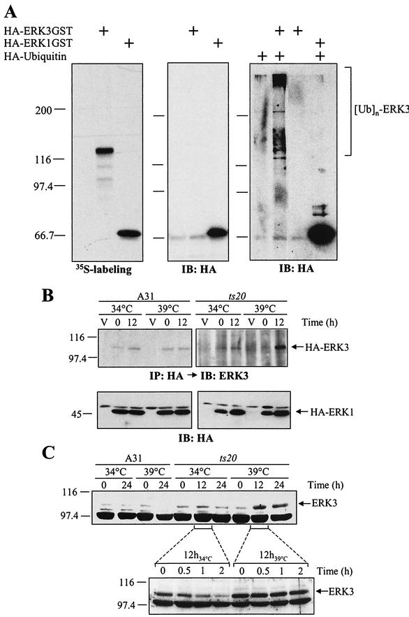 FIG.3.