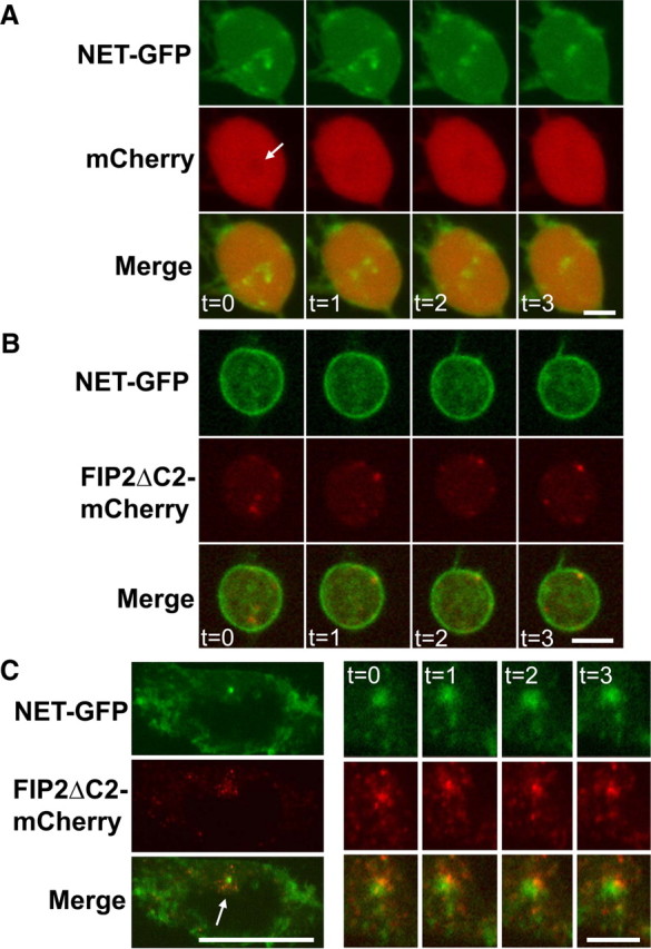 Figure 6.