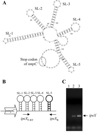 FIG. 2.