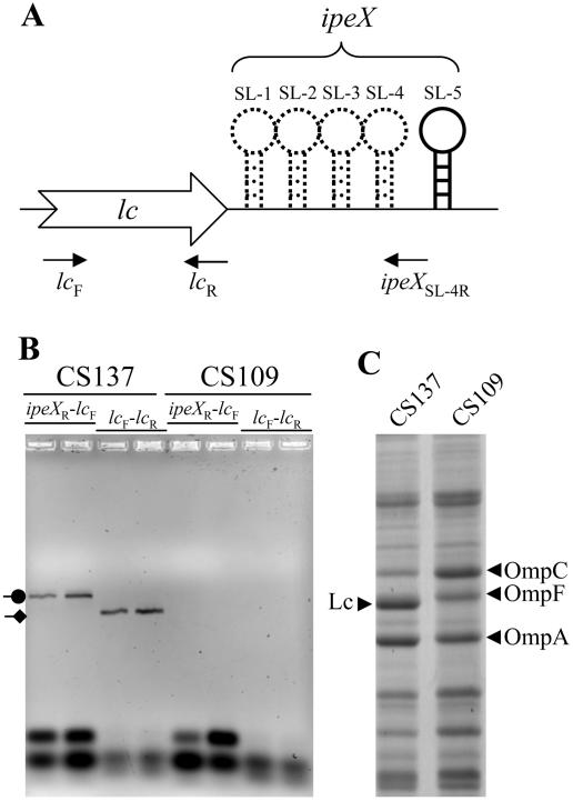 FIG. 4.