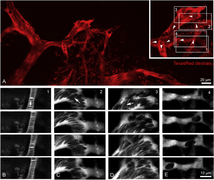 Figure 3