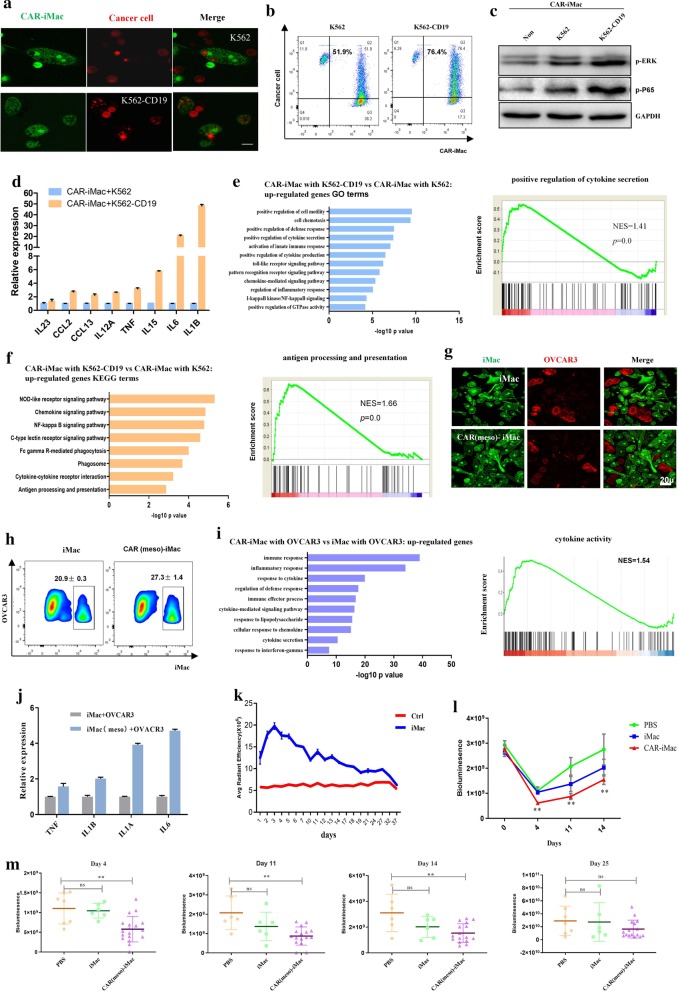 Pluripotent stem cell-derived CAR-macrophage cells with antigen ...